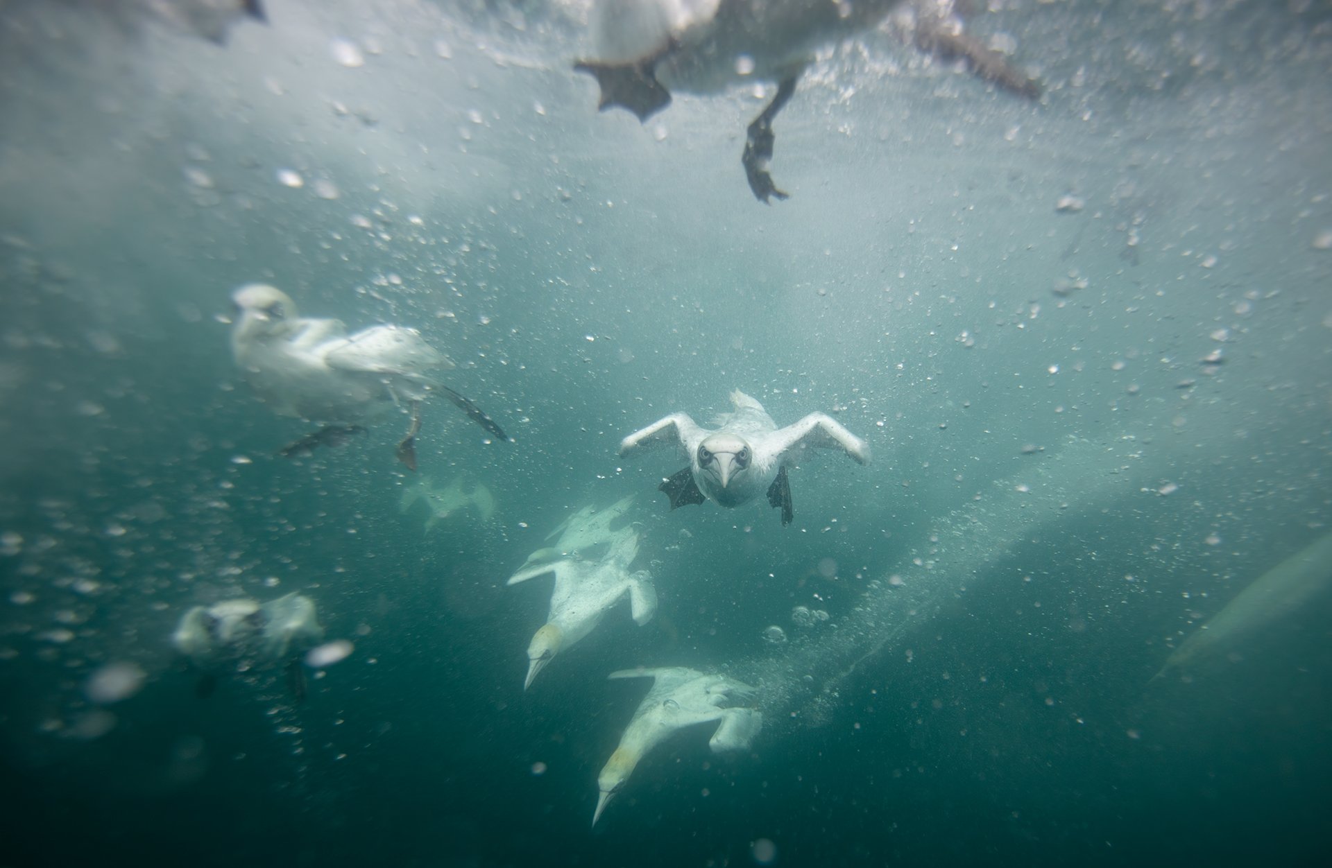 Gannet underwater